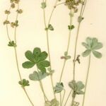 Alchemilla transiens Vivejo