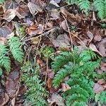 Dryopteris carthusiana Leaf