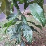 Couma guianensis Tervik taim