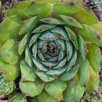 Sempervivum tectorumপাতা