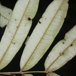 Alfaroa costaricensis Levél