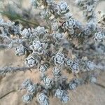 Achillea maritima Deilen