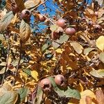 Crataegus germanica Fruit