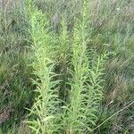 Solidago giganteaপাতা