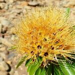 Xanthostemon longipes Flower