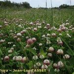Trifolium isthmocarpum Yeri