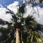 Livistona chinensis Folha