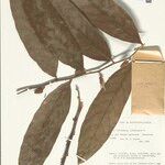 Ryania spruceana Leaf