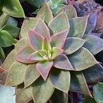 Graptopetalum rusbyi ഇല