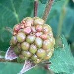 Rubus scaber Плід