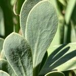 Hertia cheirifolia List