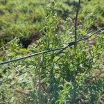 Galium tricornutum Blatt