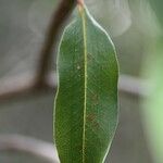 Agarista salicifolia Leaf