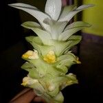 Curcuma longa Kukka