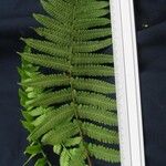 Thelypteris hispidula その他の提案