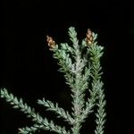 Fitzroya cupressoides Tervik taim