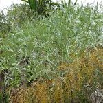 Cussonia paniculata عادت داشتن