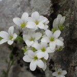 Saxifraga trifurcata Floare