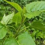 Mirabilis longiflora Blatt