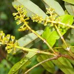 Alfaroa guanacastensis Flower