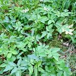 Aegopodium podagraria Habit