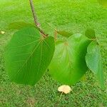 Ochroma pyramidale Leaf