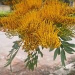 Grevillea robustaFlor