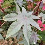 Ricinus communis Leaf