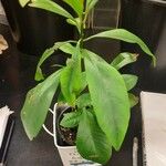 Ardisia humilis List