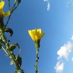 Hieracium inuloides Flower