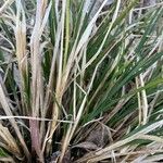 Carex stricta Leaf