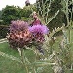 Cynara scolymus Máis