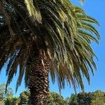 Phoenix canariensis Habitus