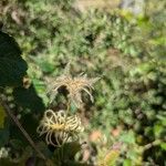 Clematis texensis Fruit