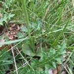 Ophrys insectifera Folla