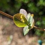 Lonicera flava ᱥᱟᱠᱟᱢ