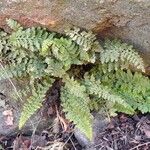 Asplenium foreziense Costuma