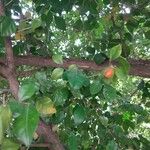 Murraya paniculata Fruit