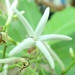 Psychotria canalensis Flor