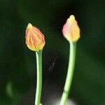 Hypericum pulchrum Fleur