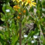 Senecio integerrimus Flower