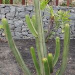 Euphorbia canariensis Хабит