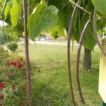 Catalpa bignonioides Frugt