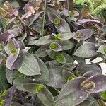 Tradescantia cerinthoides Leaf