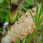 Equisetum telmateia Blomst