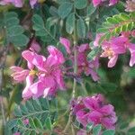 Indigofera heterantha Flower