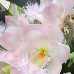 Dendrobium aphyllum Flower