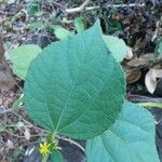 Triumfetta pentandra Hoja