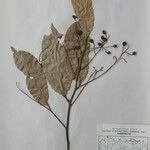 Cryptocarya amygdalina Otro