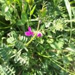 Vicia sativaCvet